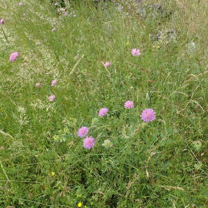 Photographie n°2427584 du taxon Knautia arvensis (L.) Coult.