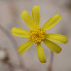 Photographie n°2427591 du taxon Senecio gallicus Vill.