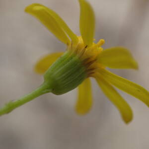 Photographie n°2427594 du taxon Senecio gallicus Vill.