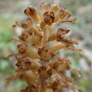 Photographie n°2427600 du taxon Neottia nidus-avis (L.) Rich.
