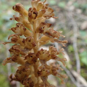 Photographie n°2427601 du taxon Neottia nidus-avis (L.) Rich.