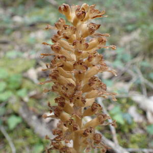 Photographie n°2427602 du taxon Neottia nidus-avis (L.) Rich.