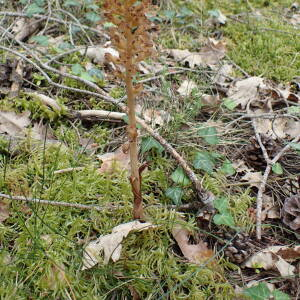 Photographie n°2427603 du taxon Neottia nidus-avis (L.) Rich.