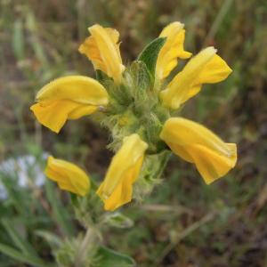 Photographie n°2427606 du taxon Phlomis lychnitis L.