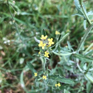 Photographie n°2427656 du taxon Sisymbrium officinale (L.) Scop. [1772]