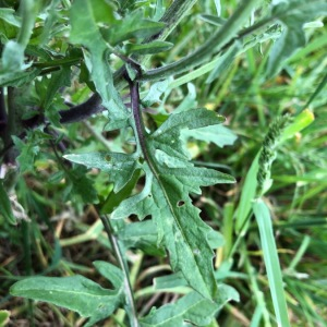 Photographie n°2427657 du taxon Sisymbrium officinale (L.) Scop. [1772]