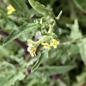 Photographie n°2427659 du taxon Sisymbrium officinale (L.) Scop. [1772]