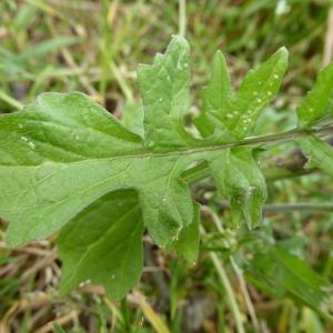 Photographie n°2427664 du taxon Sisymbrium officinale (L.) Scop. [1772]