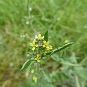 Photographie n°2427666 du taxon Sisymbrium officinale (L.) Scop. [1772]