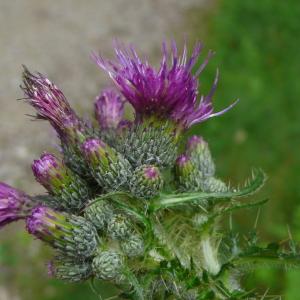 Photographie n°2427694 du taxon Cirsium palustre (L.) Scop.