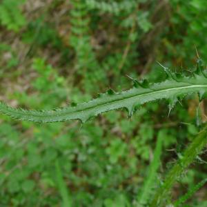 Photographie n°2427696 du taxon Cirsium palustre (L.) Scop.