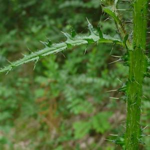 Photographie n°2427697 du taxon Cirsium palustre (L.) Scop.