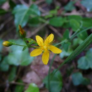 Photographie n°2427699 du taxon Hypericum pulchrum L. [1753]