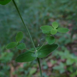 Photographie n°2427700 du taxon Hypericum pulchrum L. [1753]