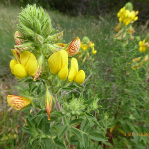 Photographie n°2427725 du taxon Ononis natrix L.