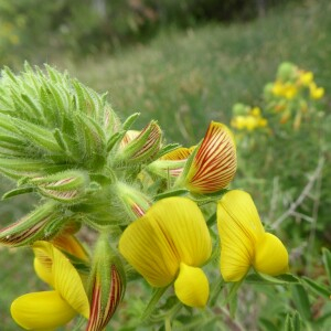 Photographie n°2427726 du taxon Ononis natrix L.