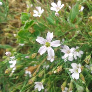 Photographie n°2427730 du taxon Petrorhagia saxifraga (L.) Link [1829]