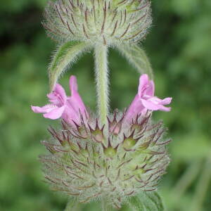 Photographie n°2427918 du taxon Clinopodium vulgare L.