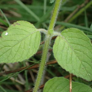 Photographie n°2427924 du taxon Clinopodium vulgare L.