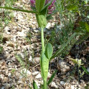 Photographie n°2427932 du taxon Trifolium rubens L.