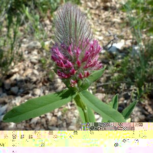 Photographie n°2427933 du taxon Trifolium rubens L.