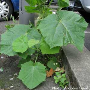 Photographie n°2427940 du taxon Paulownia tomentosa (Thunb.) Steud. [1841]