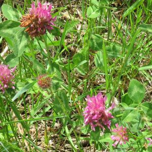 Photographie n°2427972 du taxon Trifolium pratense L. [1753]