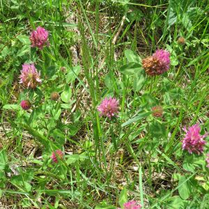 Photographie n°2427973 du taxon Trifolium pratense L. [1753]