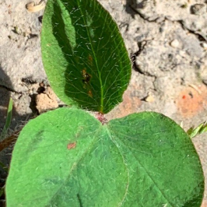 Photographie n°2427995 du taxon Trifolium pratense L.