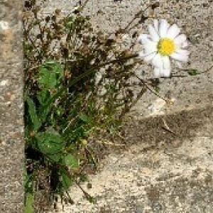 Photographie n°2428012 du taxon Bellis perennis L.