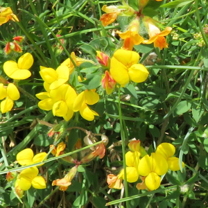  - Lotus corniculatus L. [1753]