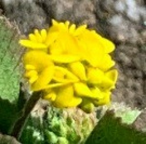 Photographie n°2428035 du taxon Medicago lupulina L.