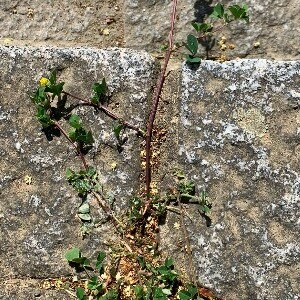 Photographie n°2428037 du taxon Medicago lupulina L.