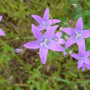 Photographie n°2428065 du taxon Campanula patula L. [1753]