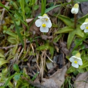 Photographie n°2428071 du taxon Pinguicula alpina L.