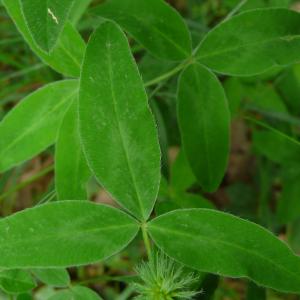 Photographie n°2428074 du taxon Trifolium medium subsp. medium