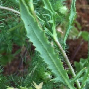 Photographie n°2428078 du taxon Papaver rhoeas L.