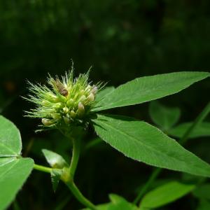 Photographie n°2428079 du taxon Trifolium medium subsp. medium