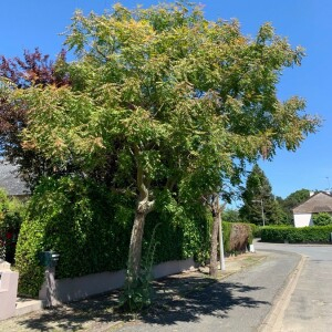 Photographie n°2428080 du taxon Koelreuteria paniculata Laxm.