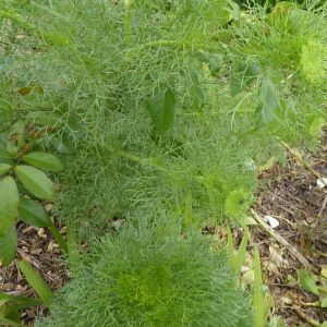  - Visnaga daucoides Gaertn. [1788]