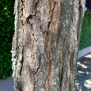  - Koelreuteria paniculata Laxm. [1772]