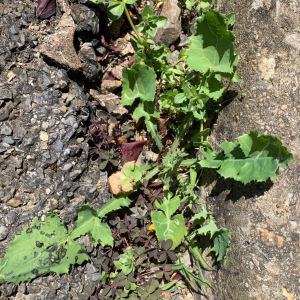 Photographie n°2428134 du taxon Sonchus oleraceus L.