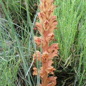  - Orobanche L. [1753]