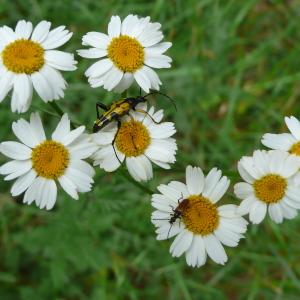 Photographie n°2428315 du taxon Tanacetum corymbosum (L.) Sch.Bip. [1844]