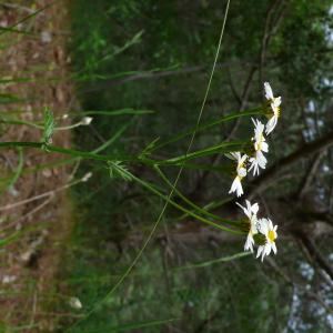 Photographie n°2428316 du taxon Tanacetum corymbosum (L.) Sch.Bip. [1844]