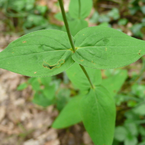 Photographie n°2428322 du taxon Hypericum montanum L. [1755]
