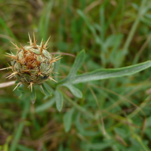 Photographie n°2428341 du taxon Centaurea collina L. [1753]