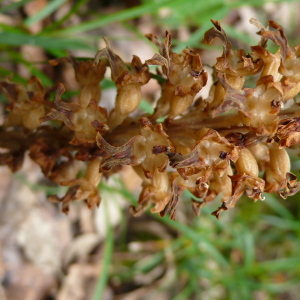 Photographie n°2428349 du taxon Neottia nidus-avis (L.) Rich. [1817]