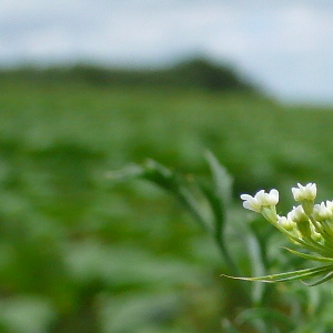 Photographie n°2428419 du taxon Ammi majus L. [1753]