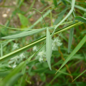 Photographie n°2428443 du taxon Lathyrus hirsutus L.